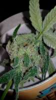 Imagen de Ritze (White Diesel Haze Automatic)