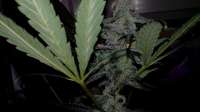 Imagen de Ritze (White Diesel Haze Automatic)