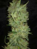 White Label White Label Jack Herer - foto de Kuolema