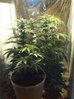 Imagen de Jummpingflash (White Skunk)