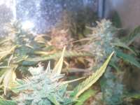 Imagen de protobonzai (White Widow)