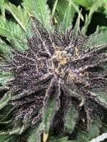 White Woods Genetics Sky Kush - foto de TEGGERS