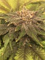 White Woods Genetics Sky Kush - foto de TEGGERS