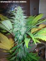 Imagen de admin (Afgan Kush x Black Domina)