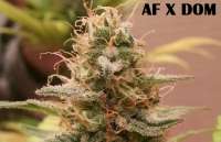 Imagen de admin (Afgan Kush x Black Domina)