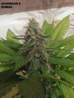 Imagen de admin (Afgan Kush x Black Domina)