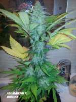 Imagen de admin (Afgan Kush x Black Domina)