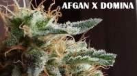 Imagen de admin (Afgan Kush x Black Domina)