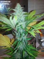 Imagen de admin (Afgan Kush x Black Domina)