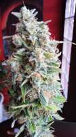 Imagen de admin (Afgan Kush x Skunk)