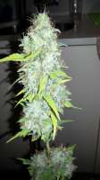 Imagen de admin (Afgan Kush x Skunk)