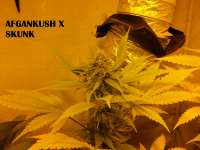 Imagen de admin (Afgan Kush x Skunk)