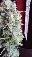 Imagen de admin (Afgan Kush x Skunk)