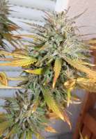 World of Seeds Bank Domina Star - foto de hemp47