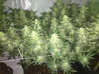 Imagen de AOkay (Northen Light x Bigbud)