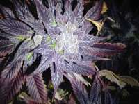 World of Seeds Bank Strawberry Blue - foto de knickatnite