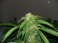 Zambeza Jack the Ripper Autoflowering - foto de FarmerWhiskers