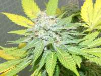 Imagen de hemp47 (White Widow)