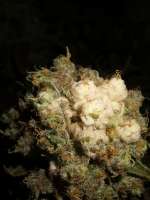 Imagen de Majestic [White Widow]